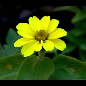 Meet your Posher, Janessa